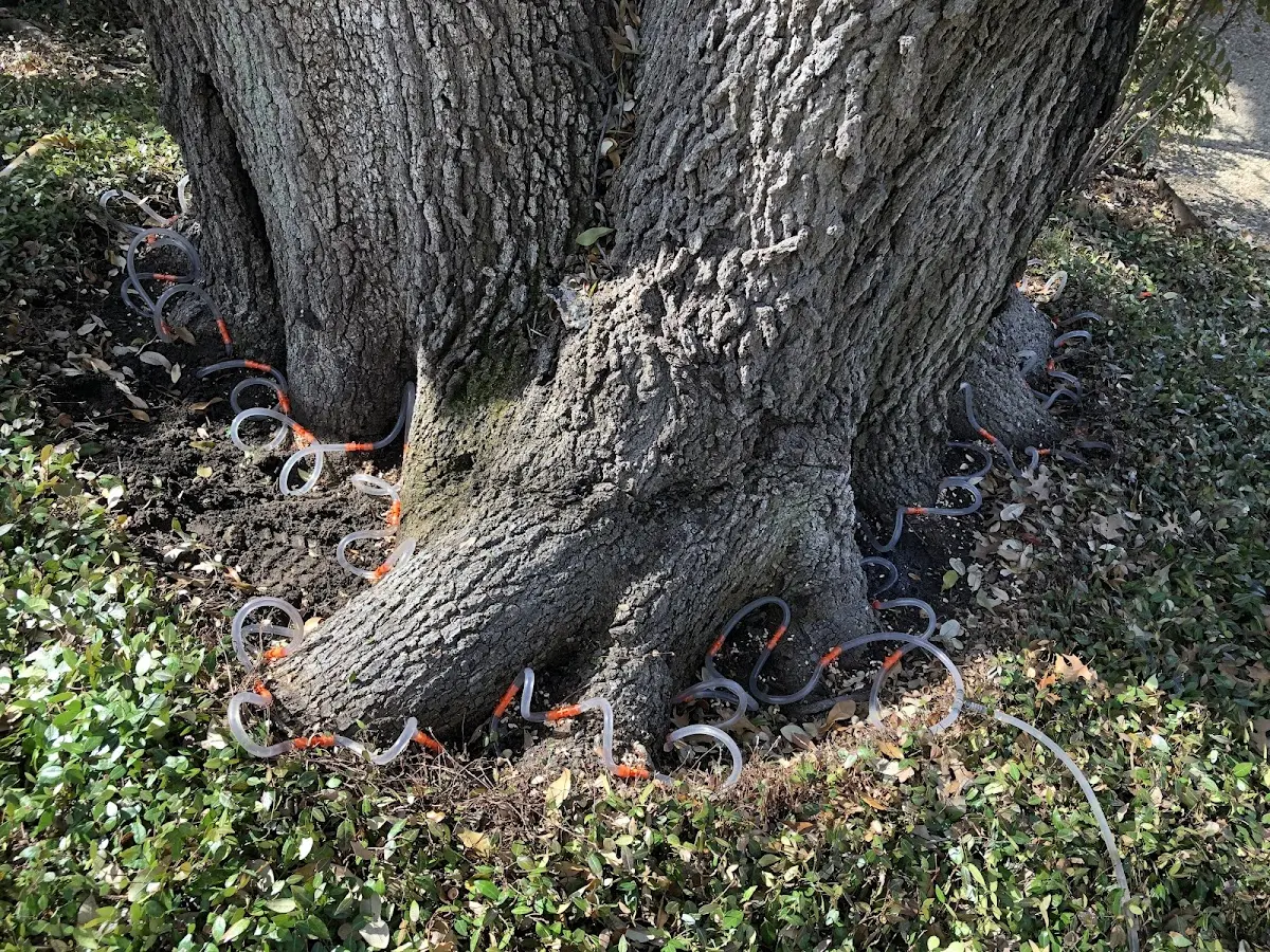 Detailed Tree Cabling and Bracing job site in Spotsylvania